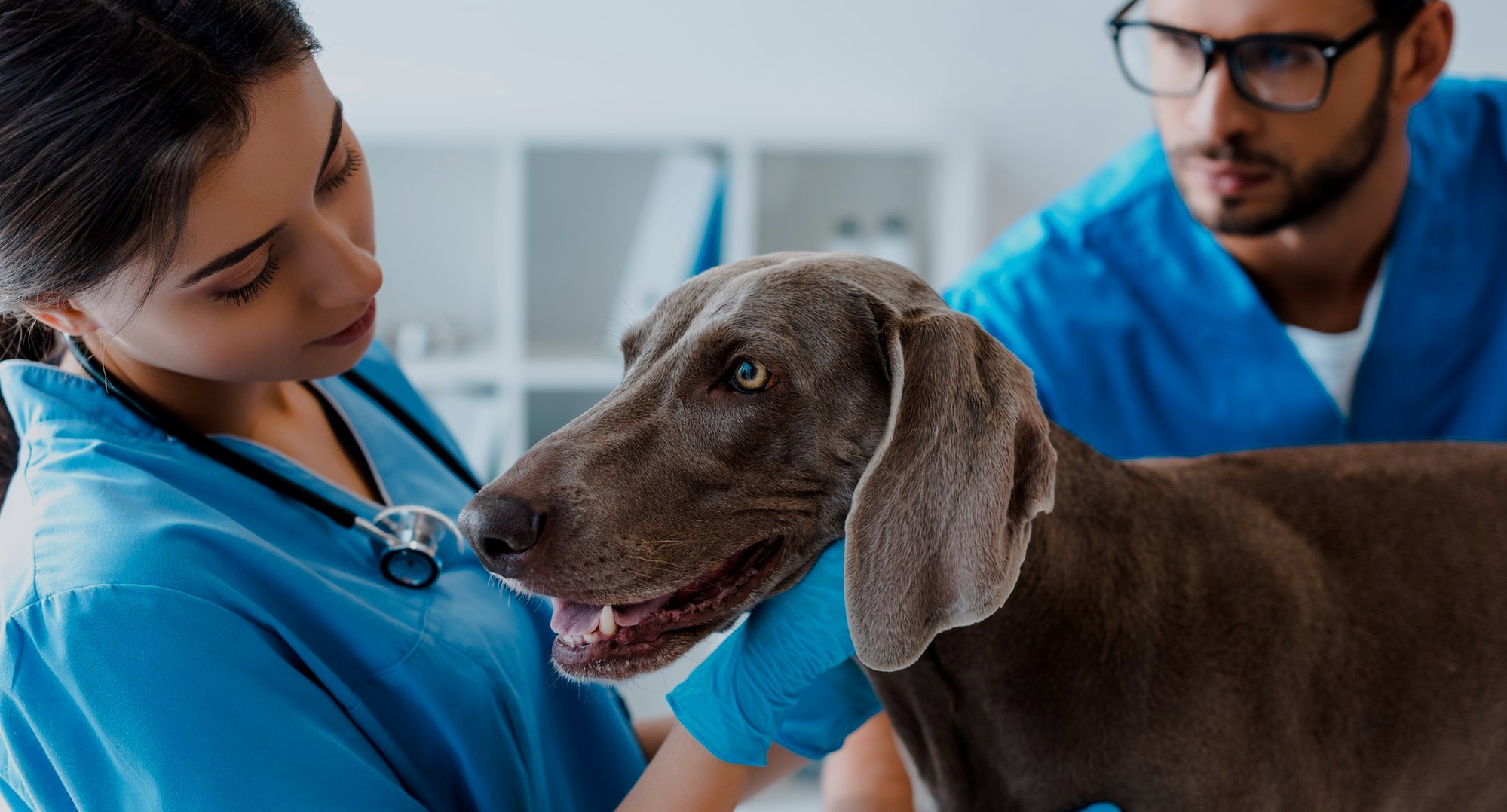 Image shows a female and male vet examining a dog in a surgery